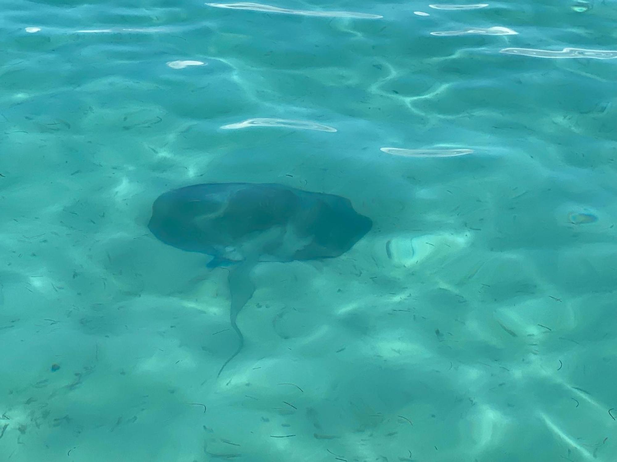 Dolphin Blue Paradise Bocas del Toro Buitenkant foto